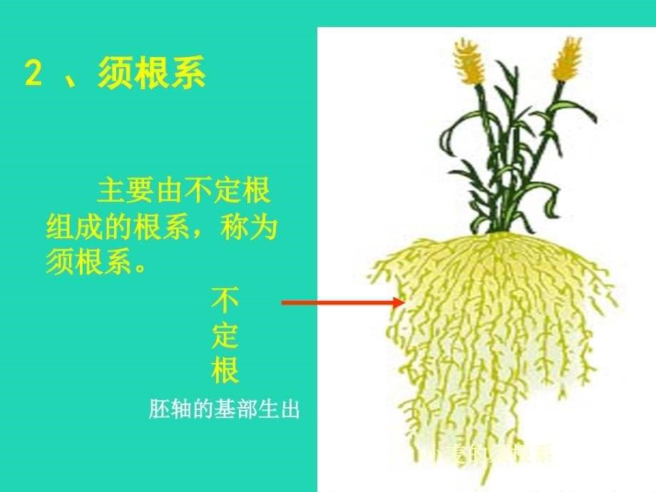 七年级生物上册3.6.2营养器官的生长课件3新版北师大版_第5页