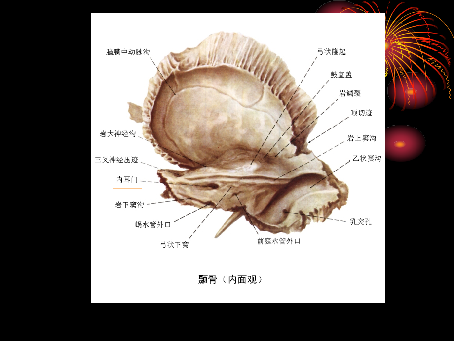 耳颞部影像解剖_第3页