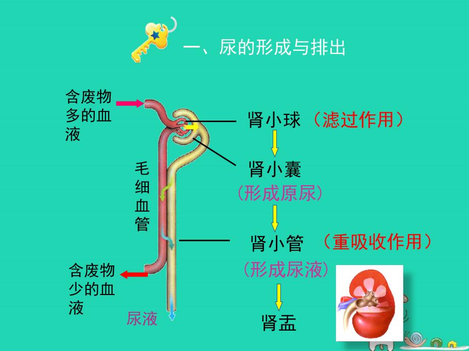 七年级生物下册4.5人体内废物的排出第二课时课件2新版新人教版_第4页