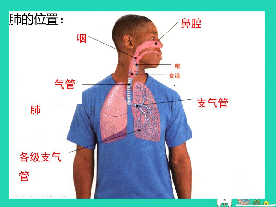 七年级生物下册4.3.2发生在肺内的气体交换复习课件新版新人教版_第2页