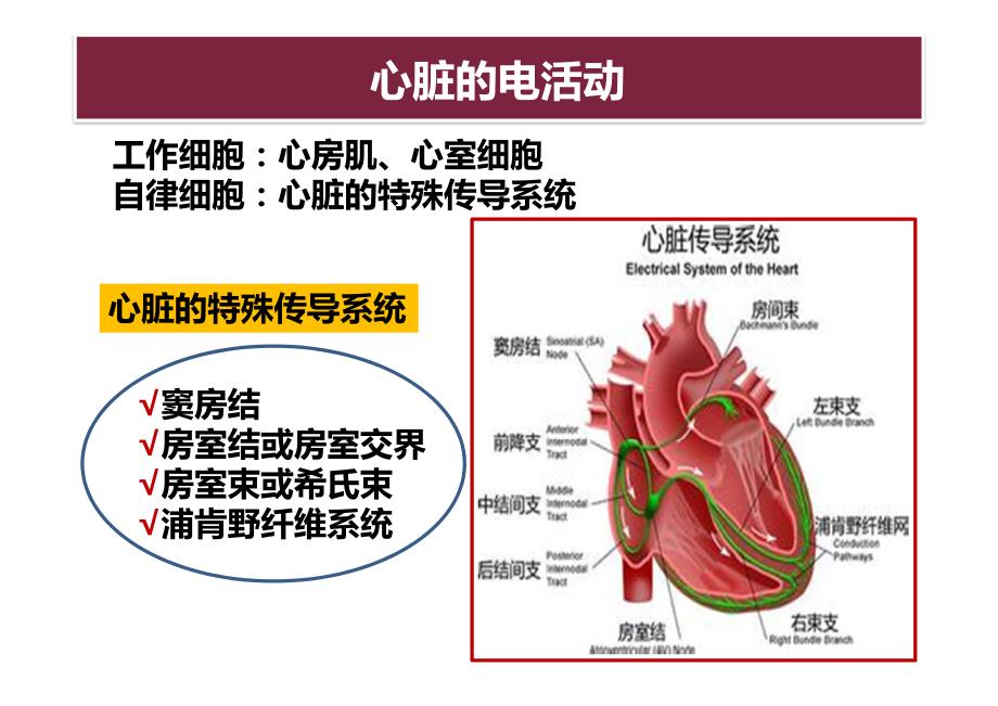 药理学 抗心律失常药物_第3页