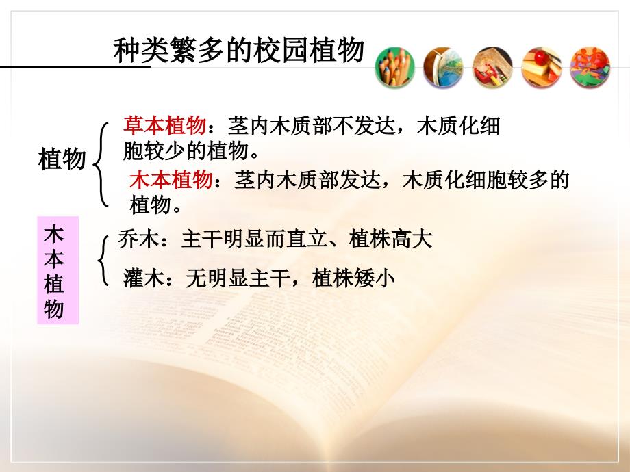 2017-2018学年冀少版七年级生物上册课件：1.3.2校园植物观察_第4页