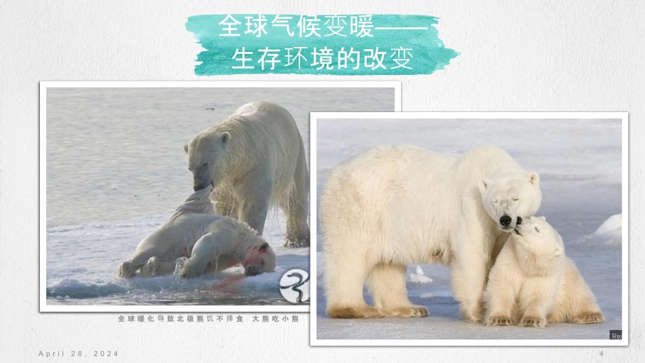《环境学基础》拓展资料第一部分[北极熊的生存推荐阅读资料_第4页