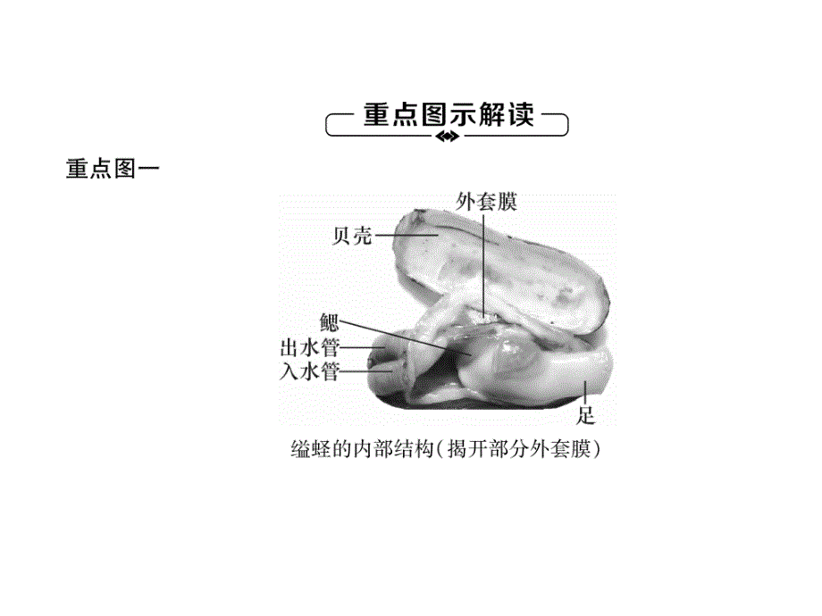 2018秋人教版八级生物上册练习课件：第5单元第1章第3节  软体动物和节肢动物_第4页