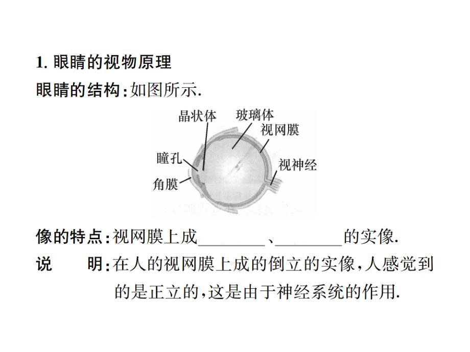 2018秋期八年级沪科版物理习题课件：第4章 第六节　第1课时　眼睛与眼镜_第2页