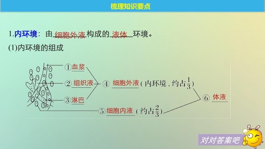 高考生物一轮复习第8单元生命活动的调节第26讲人体内环境的稳态及其实例分析课件_第5页