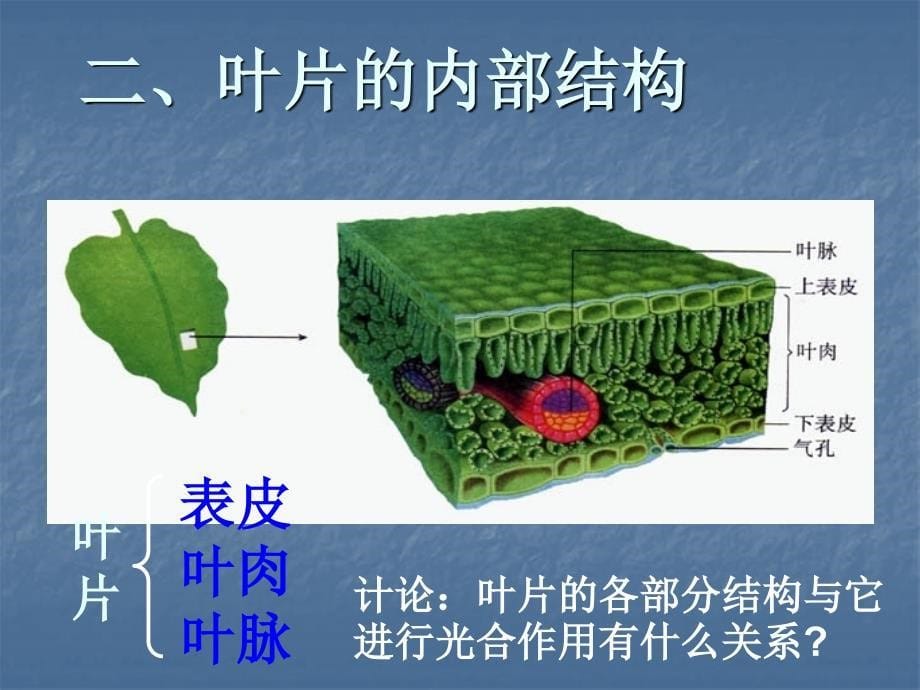 2017-2018学年冀少版八年级生物上册课件：3.3.3光合作用的场所_第5页