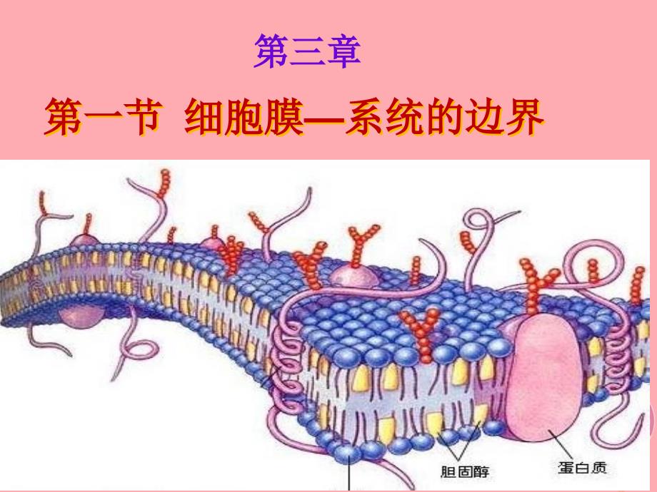 高中生物 第三章 细胞的基本结构 3_1 细胞膜—系统的边界1课件 新人教版必修1_第1页