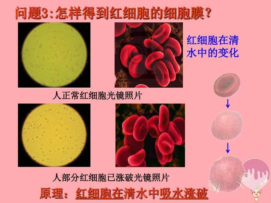 高中生物 第三章 细胞的基本结构 3_1 细胞膜—系统的边界1课件 新人教版必修1_第5页