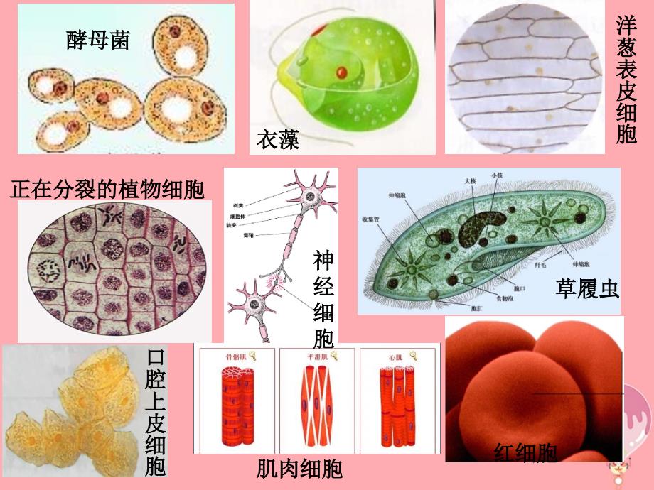 云南孰山彝族自治县高中生物第一章走近细胞1_2细胞的多样性和统一性6课件新人教版必修1_第4页