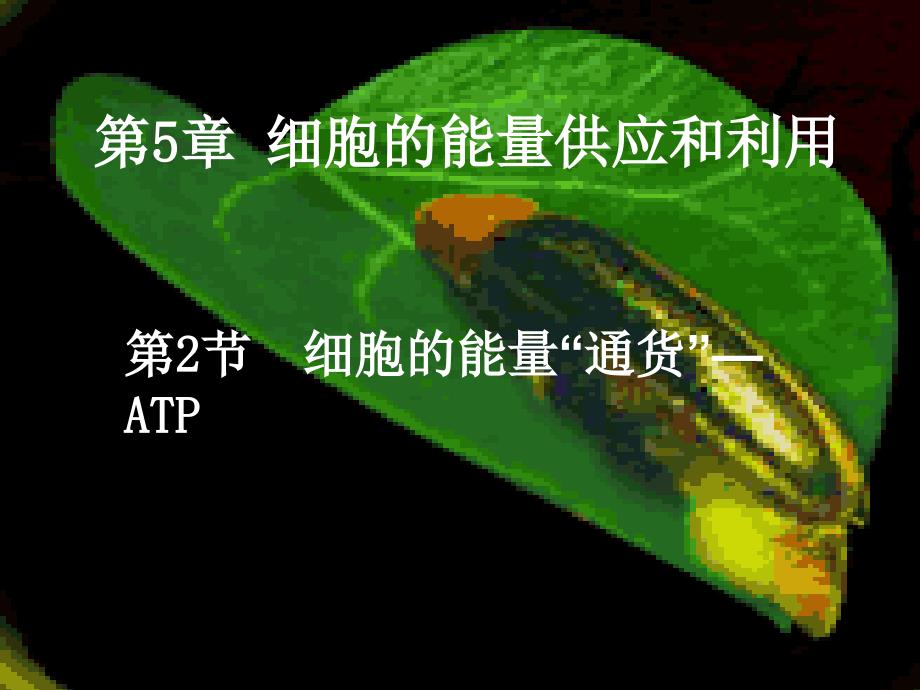 河北省南宫市高中生物第五章细胞的能量供应和利用5_2细胞的能量“通货”_atp1课件新人教版必修1_第1页