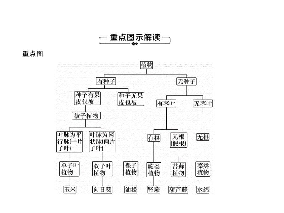 2018秋人教版八级生物上册练习课件：第6单元第1章第1节  尝试对生物进行分类_第5页