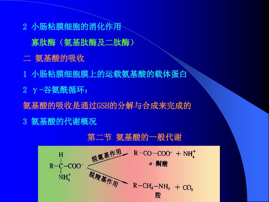 生化（氨基酸代谢）_第2页