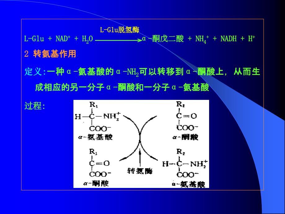 生化（氨基酸代谢）_第4页