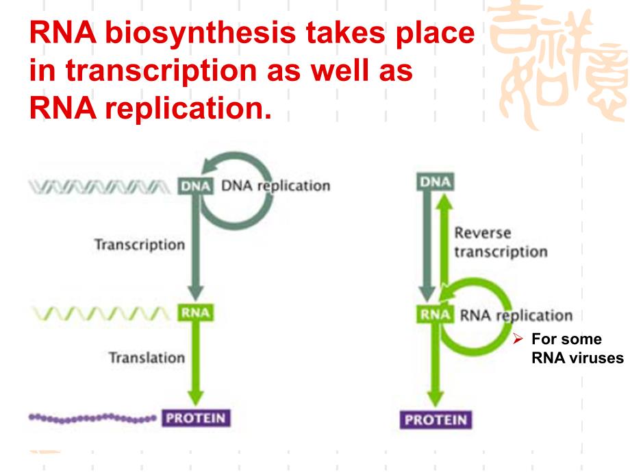 生化课件+5+rna+biosynthesis+2017_第2页