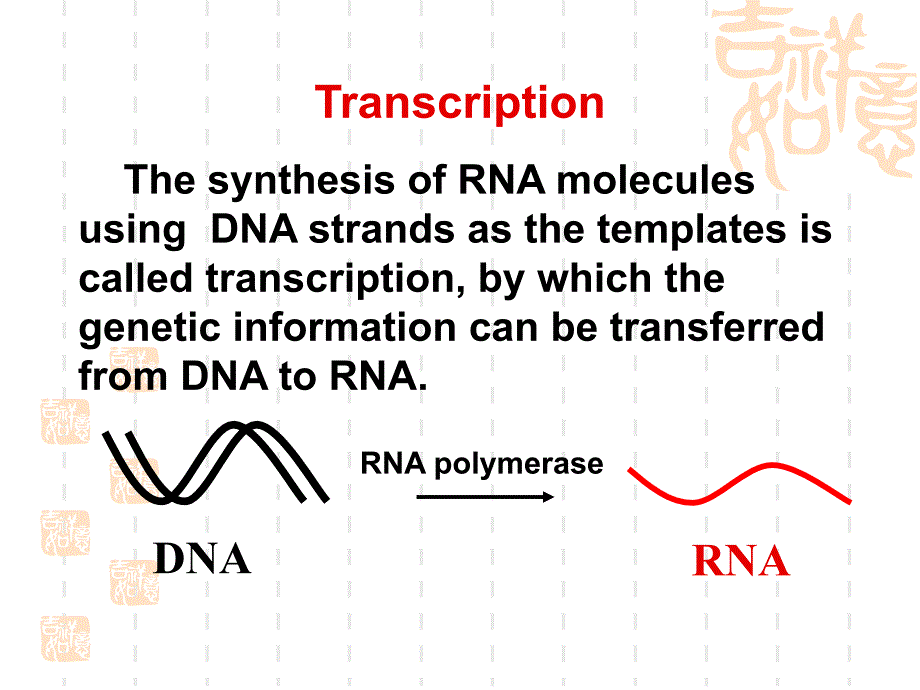 生化课件+5+rna+biosynthesis+2017_第3页