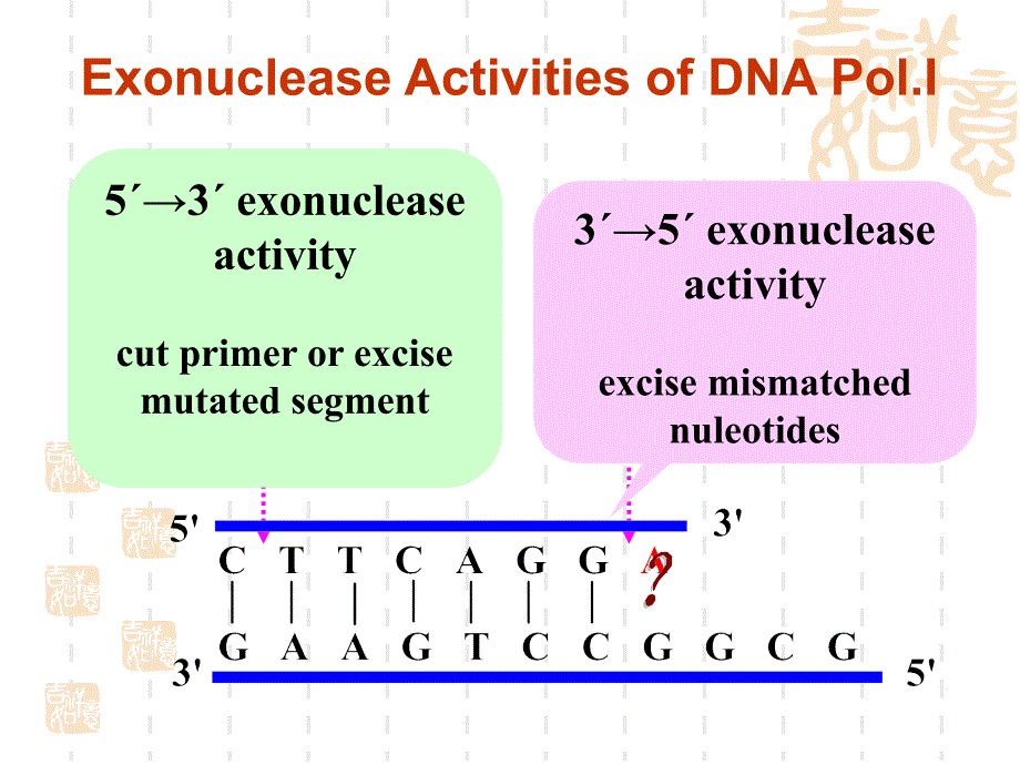 生化课件+2+dna+biosynthesis+2017_第4页
