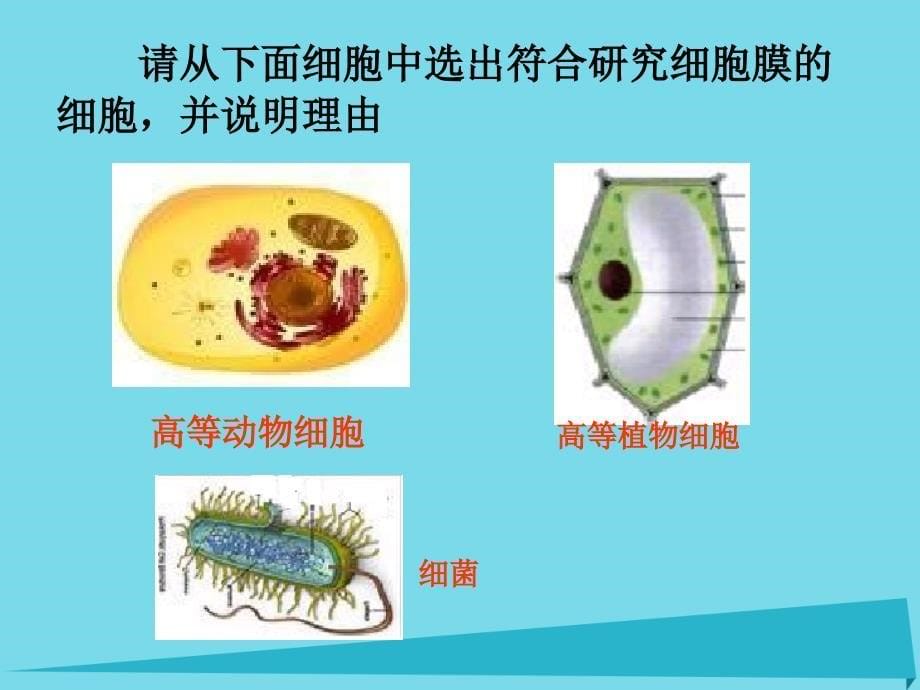 高中生物 第三章 细胞的基本结构 3_1 细胞膜-系统的边界课件2 新人教版必修11_第5页