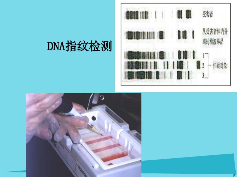 高中生物 第二章 组成细胞的分子 2_3 遗传信息的携带者-核酸课件1 新人教版必修11_第3页