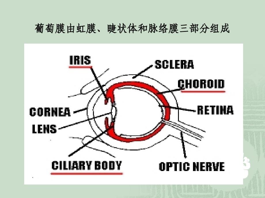 葡萄膜疾病讲课_第3页