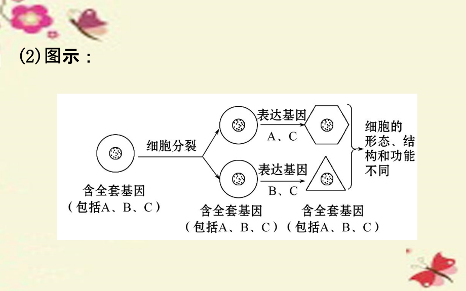 2017版高考生物一轮复习 第6章 细胞的生命历程 第2-4节 细胞的分化、细胞的衰老和凋亡、细胞的癌变课件_第4页