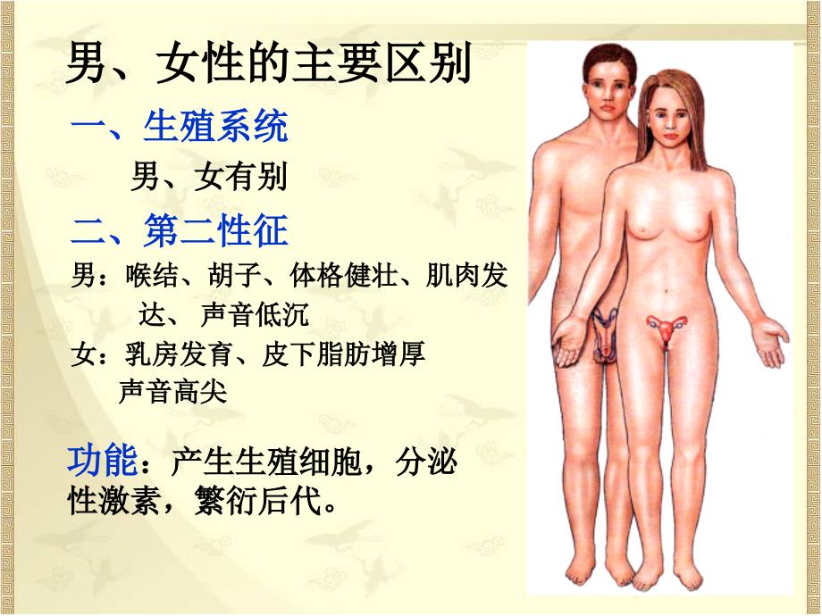 系统解剖学：生殖系统和腹膜_第2页