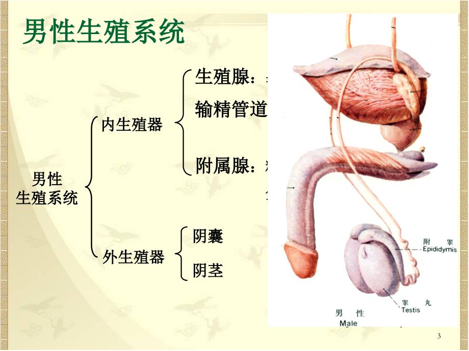 系统解剖学：生殖系统和腹膜_第3页