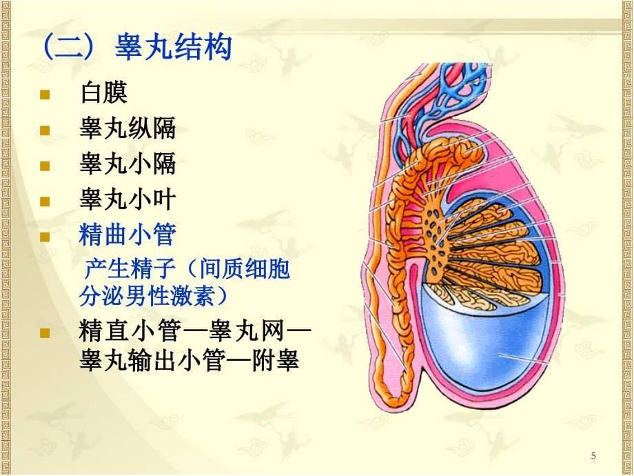 系统解剖学：生殖系统和腹膜_第5页