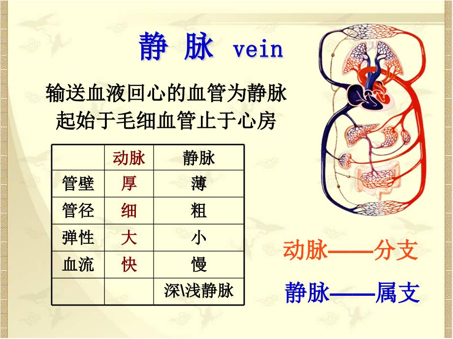 系统解剖学：脉管系统 静脉、淋巴_第3页