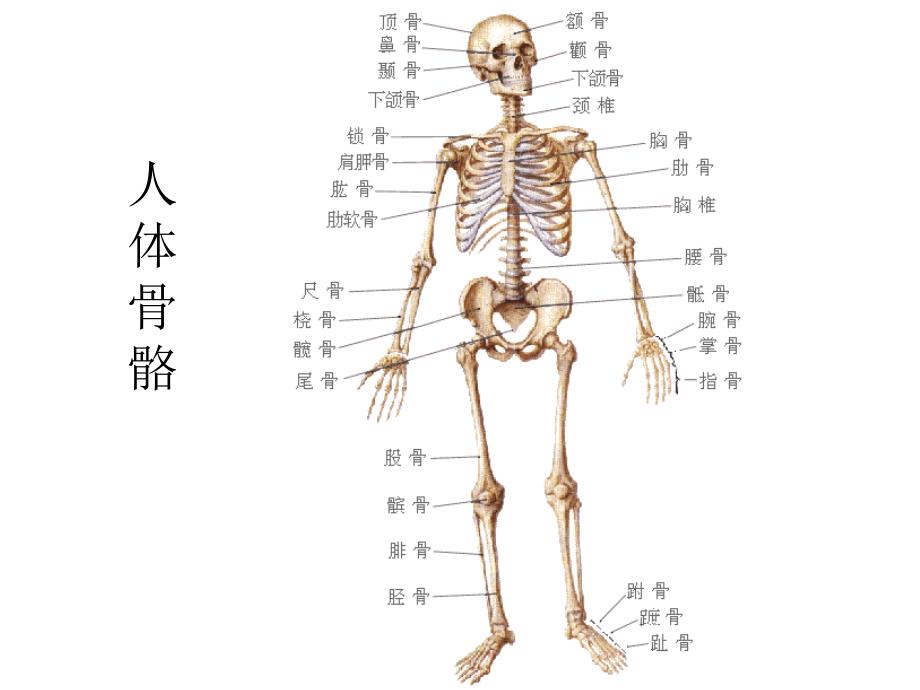 第一课 人体的骨骼和肌肉_第4页