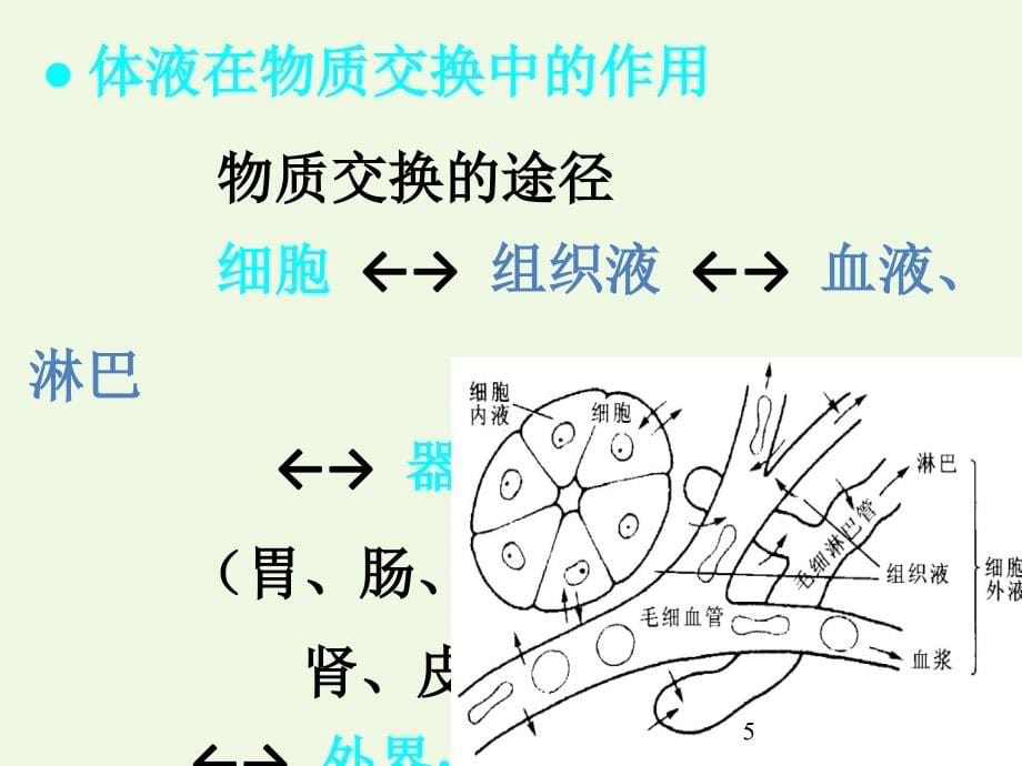 高中生物 动物的形态与功能 8 血液与循环课件_第5页