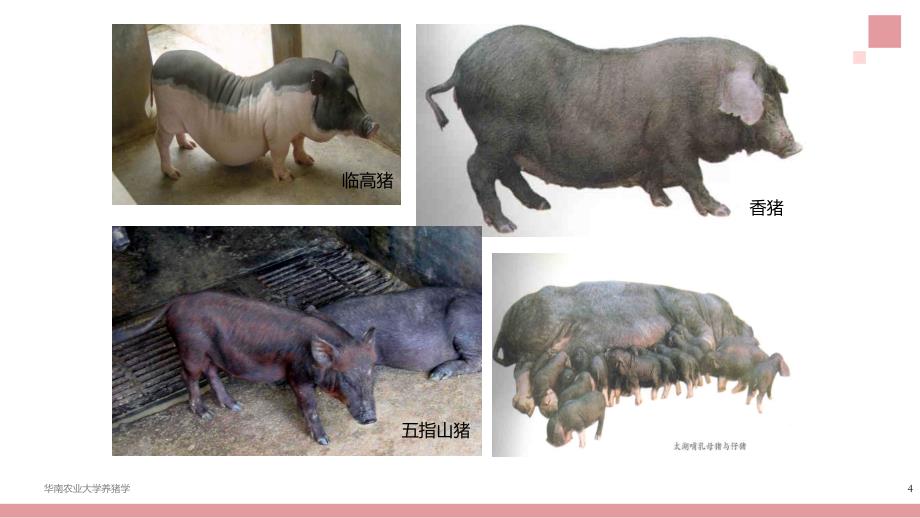 养猪学：我国的猪种资源及其利用_第4页