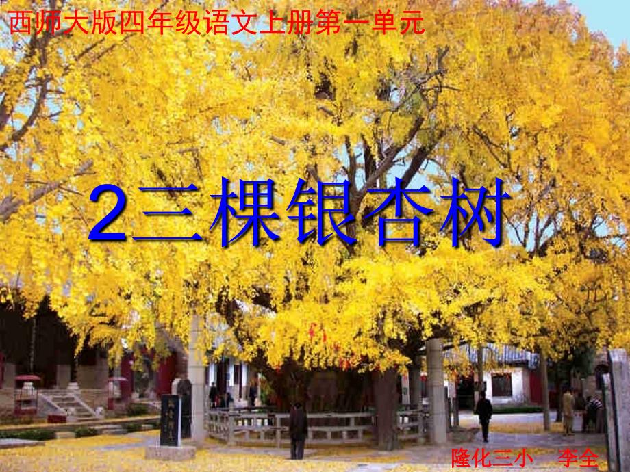 四年级语文上册 第一单元 三棵银杏树课件1 西师大版_第1页