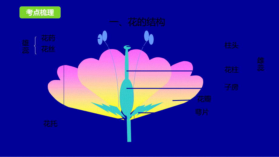 2017届中考生物一轮复习专题突破课件－第8讲 被子植物的一生（第2课时）_第3页