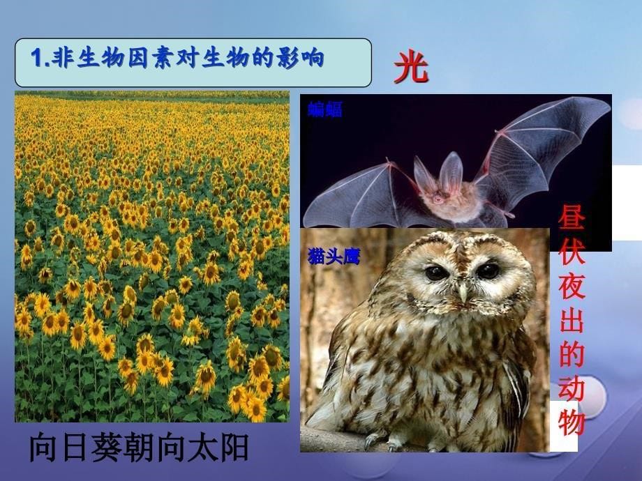 2016_2017学年七年级生物上册第一单元第二章第一节生物与环境的关系教学课件新版新人教版_第5页