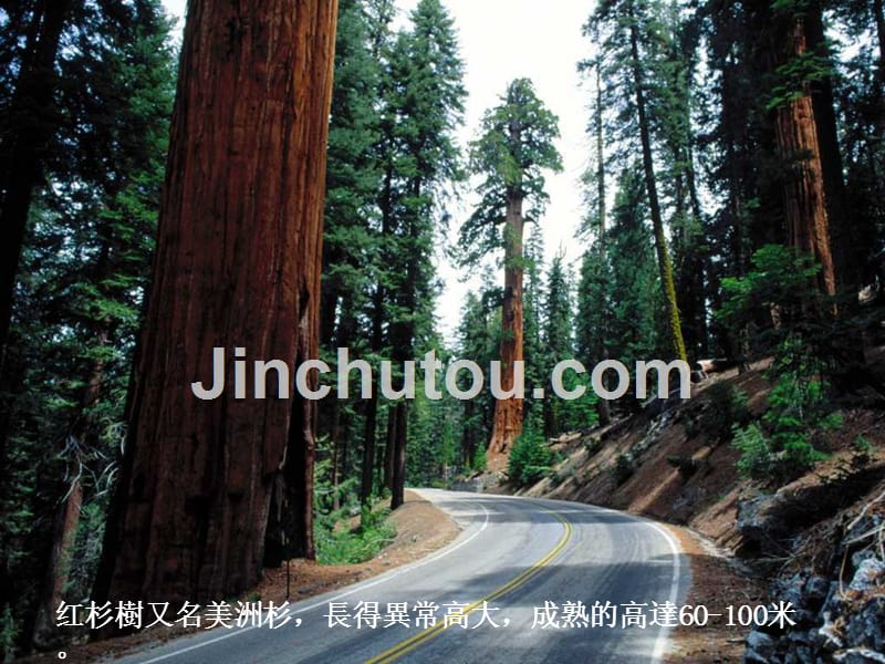 红杉国家公园（加州）-hyf_第4页