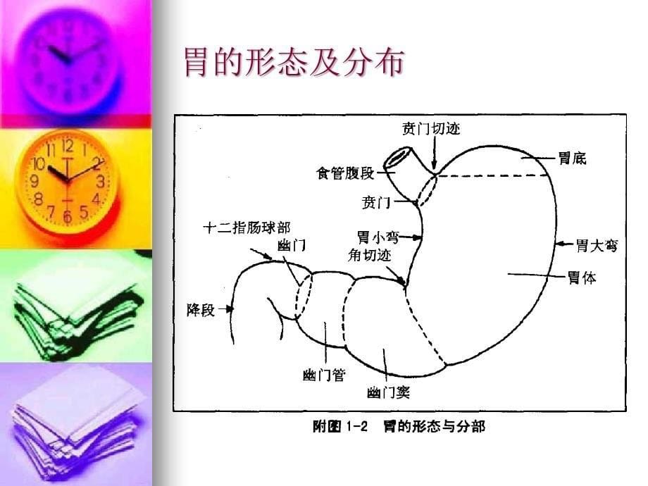 胃穿孔术后护理20160_第5页