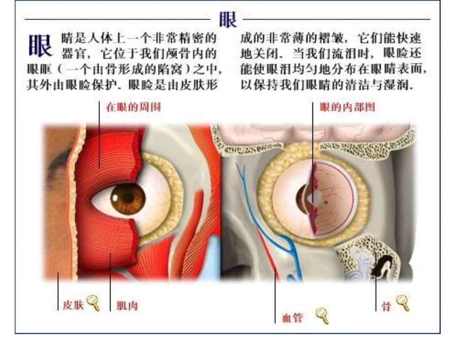眼解剖生理-眼科学-03_第3页