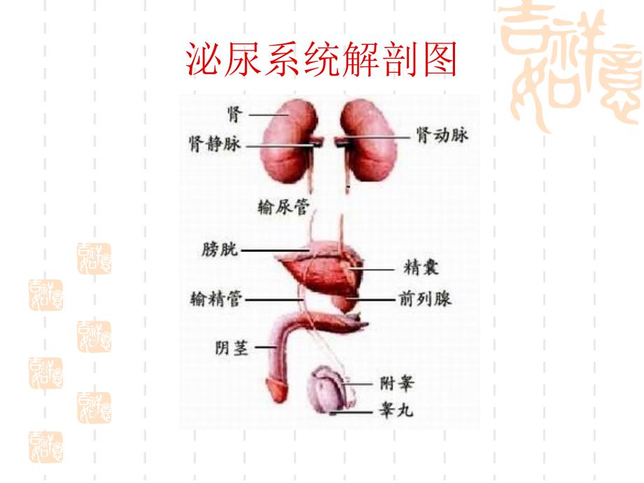 肾上腺疾病治疗与护理_第3页