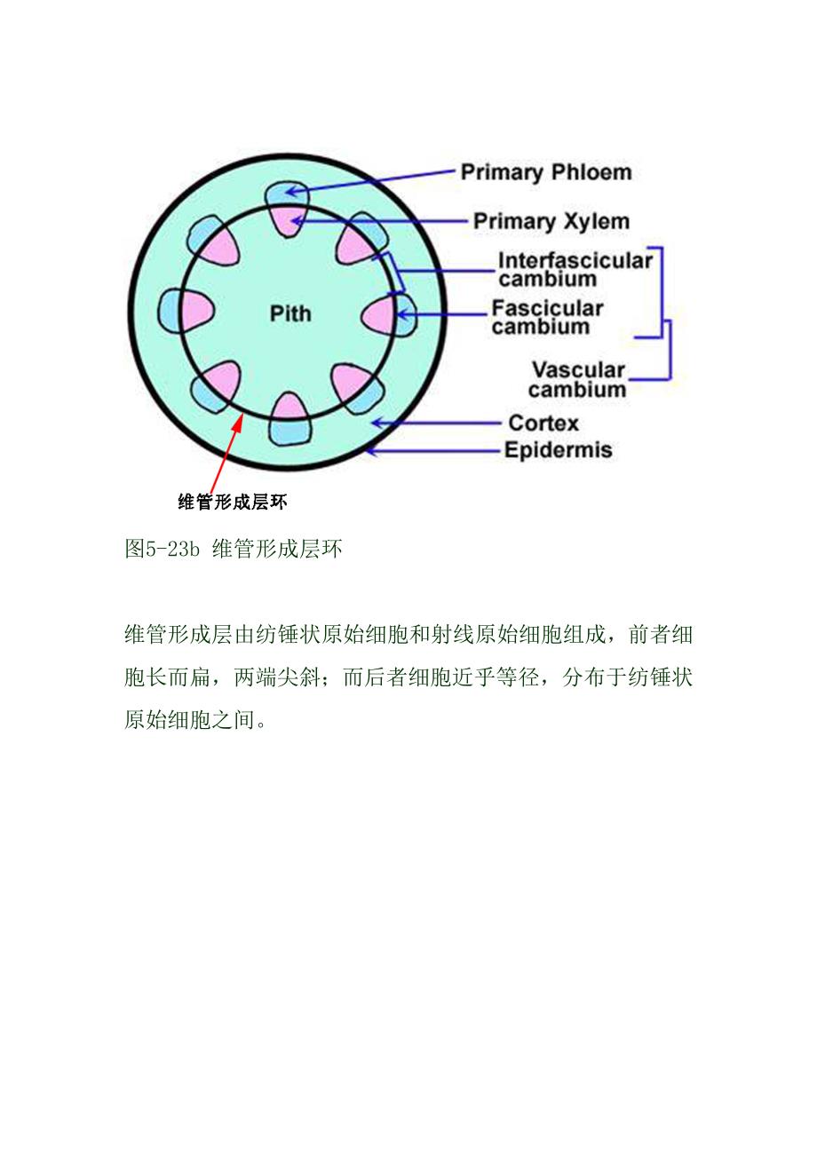 维管形成层发生与活动_第2页