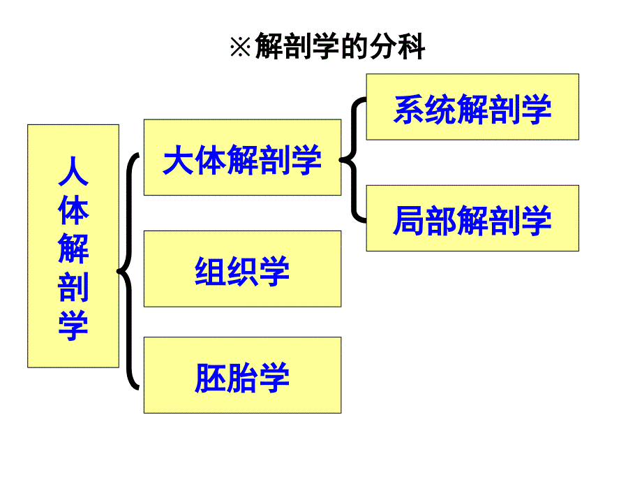 正常人体解剖学,绪论及骨学_第3页