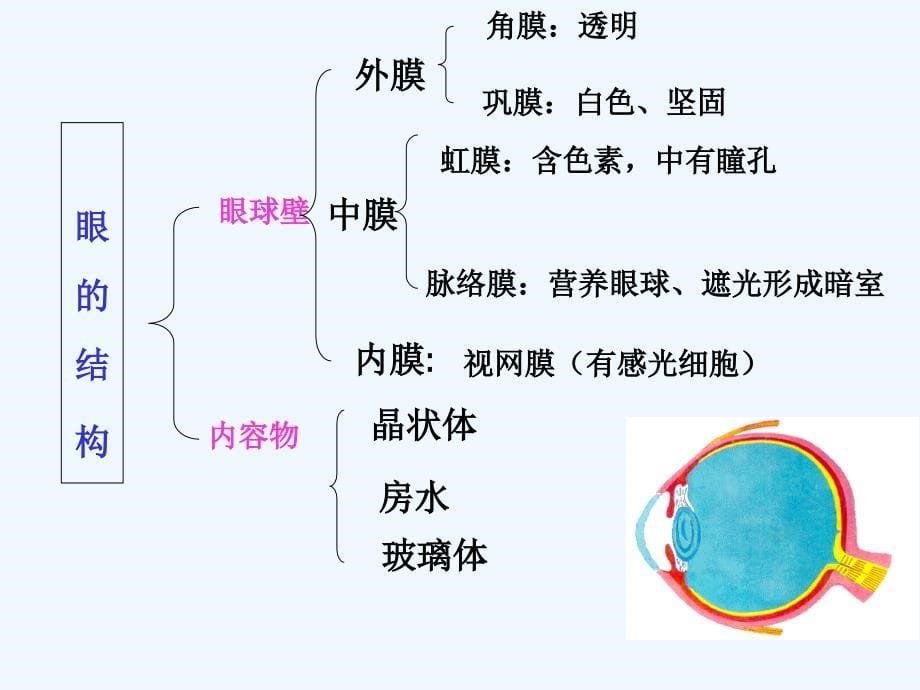 复件+晒课课件《6.1人体对外界环境的感知_第5页