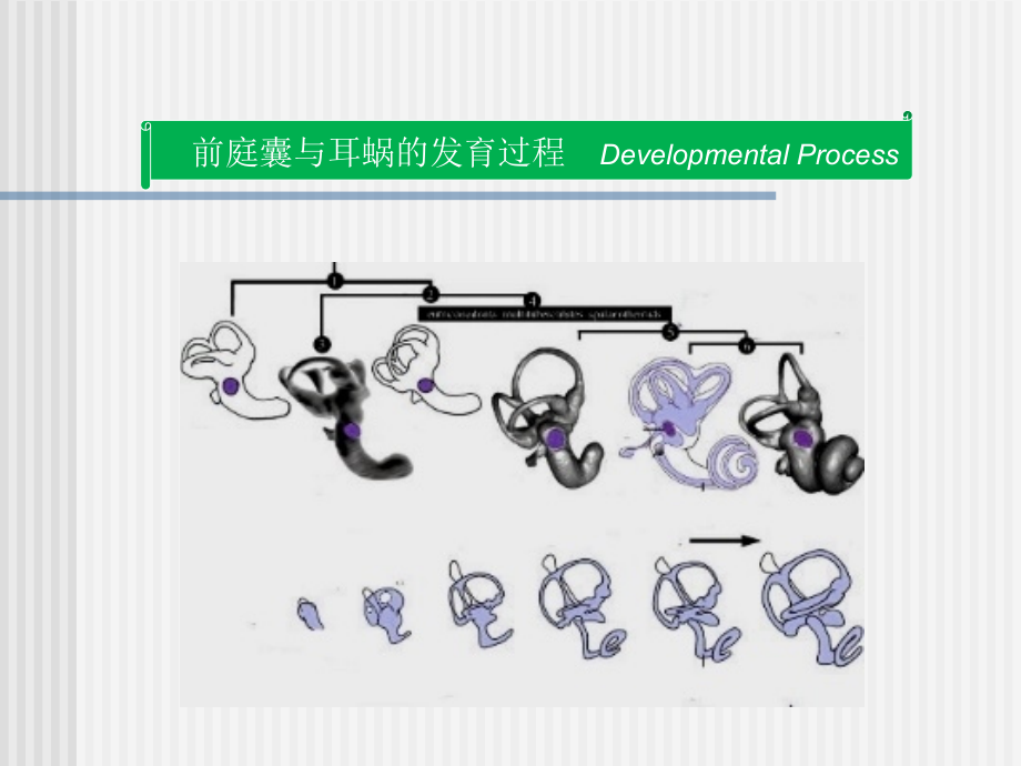 岳文龙《前庭系统功能解剖学》3_第4页