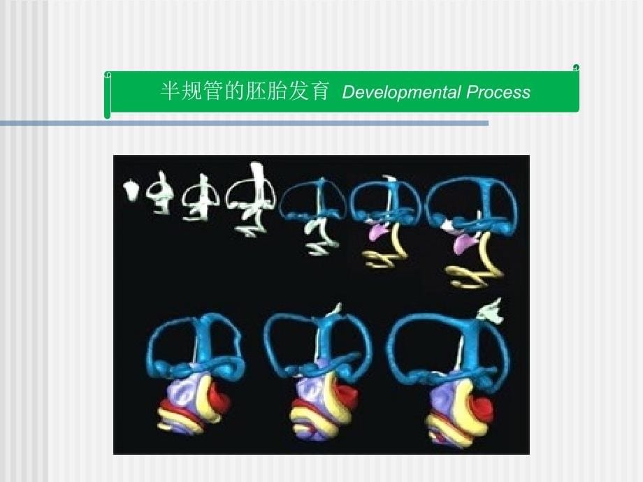 岳文龙《前庭系统功能解剖学》3_第5页