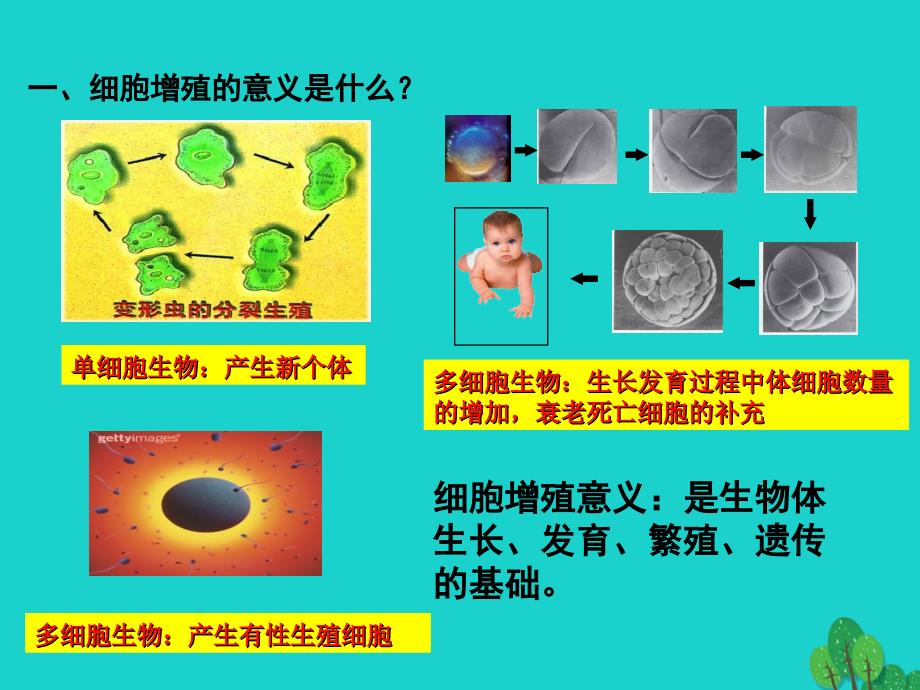 高中生物 第四章 细胞的增殖与分化 4_1 细胞的增殖（2）课件 浙科版必修11_第2页