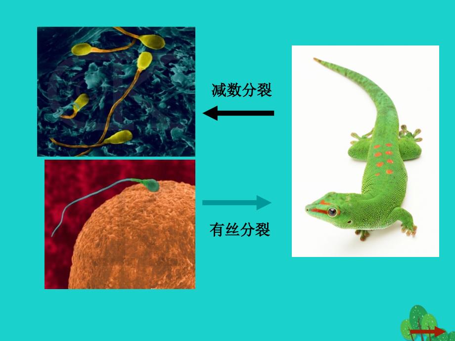 高中生物 第四章 细胞的增殖与分化 4_1 细胞的增殖（2）课件 浙科版必修11_第4页