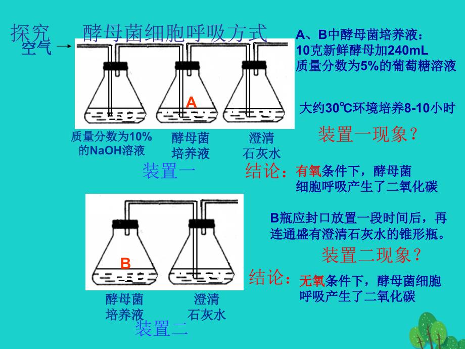 高中生物 第一册 第4章 生命的物质变化和能量转换 4_3 细胞呼吸课件（2）沪科版_第2页