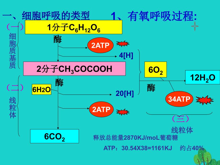 高中生物 第一册 第4章 生命的物质变化和能量转换 4_3 细胞呼吸课件（2）沪科版_第4页