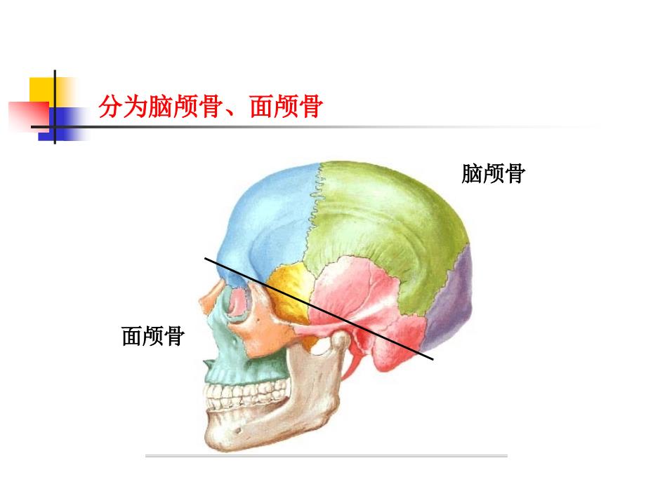 人体解剖 颅骨及其连结_第4页