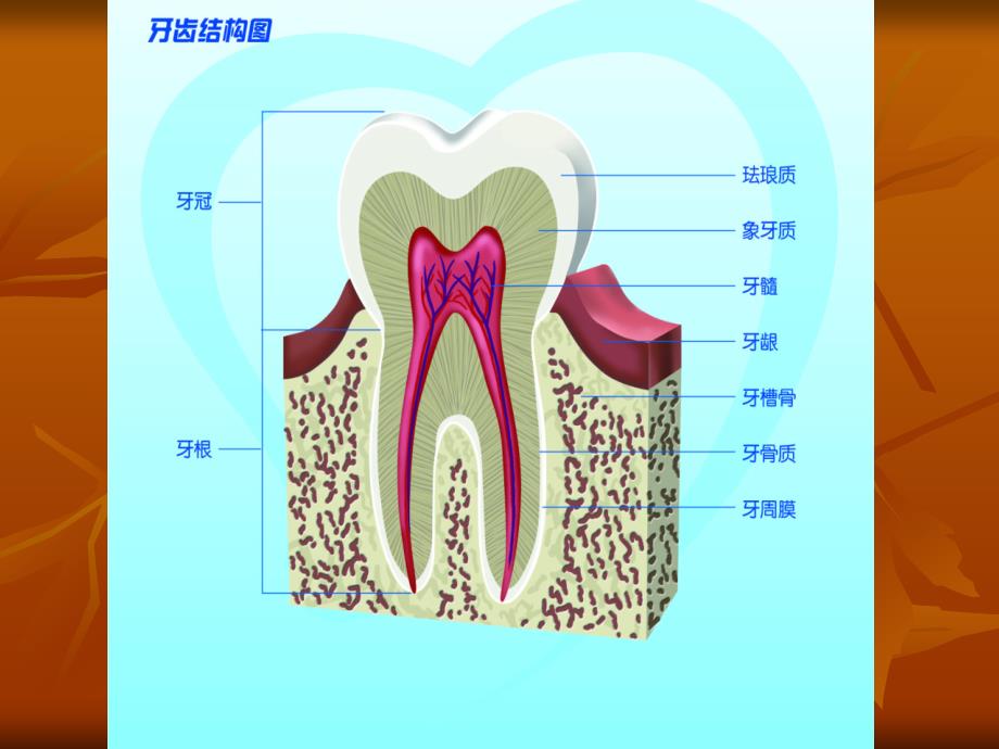 爱牙护齿主题班会ppt_第3页